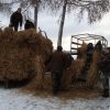 Zimowa akcja dokarmiania - Szynwałd 2012 rok