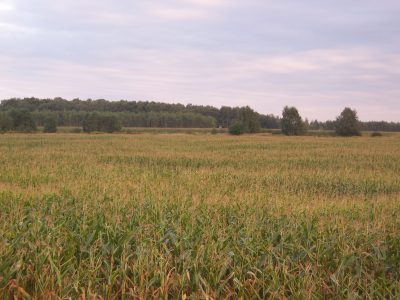 Pola kukurydzy w łowisku Ładna