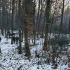 Zimowe dokarmianie - Trzemesna 2016 rok
