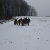 Zimowe dokarmianie - Szynwałd 2018 rok
